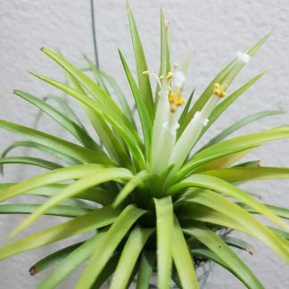 Тилландсия ионанта, 'Ionantha', S