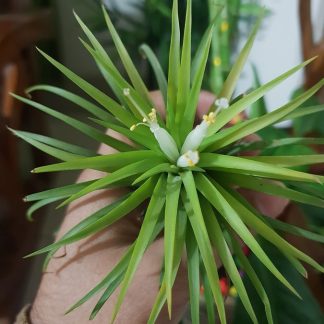 Тилландсия ионанта, 'Ionantha', M