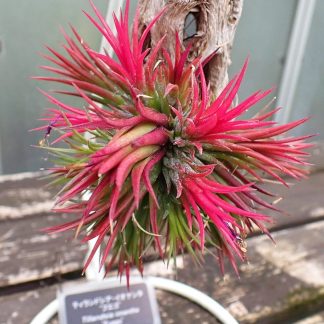 Тилландсия ионанта, 'Ionantha', XL