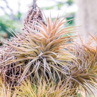 Тилландсия ионанта, 'Ionantha', кластер