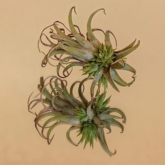 Тилландсия ионанта, вар. Curly