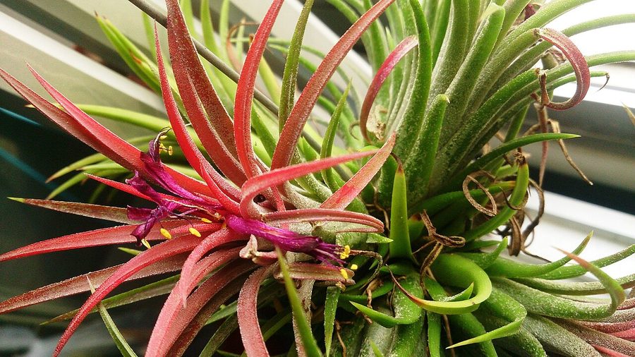 Тилландсия ионанта, вар. Stricta