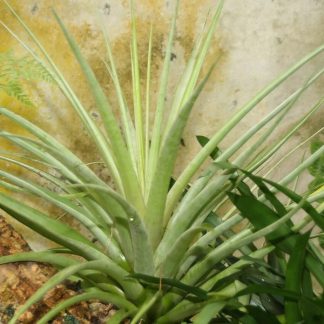 Тилландсия капитата, вар. Silver Rose, S