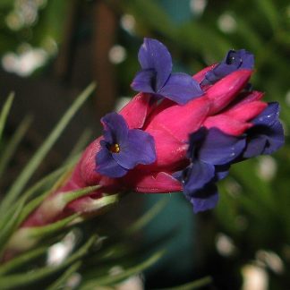 Гибрид 'Holm's Blue Rose': Тилландсия аерантос × Тилландсия ионанта, вар. Stricta ('Petropolis')