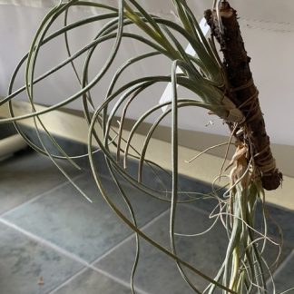 Тилландсия байлейи, XL