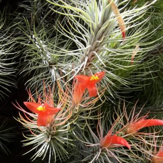 Тилландсия функиана, вар. Recurvifolia, L