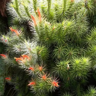 Тилландсия функиана, вар. Recurvifolia, M