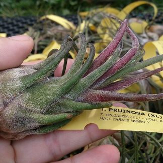 Тилландсия пруиноза, Silver