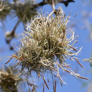 Тилландсия рекурвата, в пучке