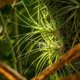 Тилландсия ионанта, вар. Stricta