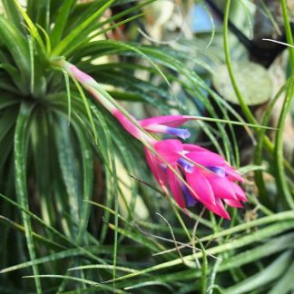 Тилландсия ионанта, вар. Stricta (форма 'Hard Compact')