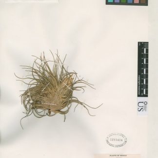 Тилландсия великиана, S